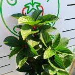 Hortenzia metlinatá (Hydrangea paniculata) ´LIVING INFINITY´® by LIVING CREATIONS® - výška 40-60 cm, kont. C2L - 150 dní kvitnutia!